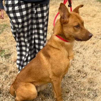 Vizsla Dogs Available for Adoption - Franklin | PetCurious