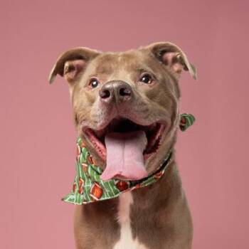 JOHN -  Pit Bull Terrier and Mixed Breed Dog for Adoption in Atlanta, Georgia - JOHN | PetCurious