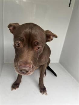 Pit Bull Terrier Dogs Available for Adoption - A651089 | PetCurious