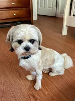 Hurley -  Shih Tzu and Mixed Breed Dog for Adoption in Lawrenceville, Georgia - Hurley | PetCurious