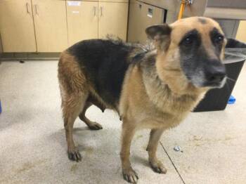 Rescue German Shepherd Dog and Mixed Breed Dogs for Adoption in Riverside, California - DAISY | PetCurious