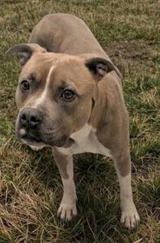 Pit Bull Terrier and Mixed Breed Dogs Available for Adoption in Akron, Ohio - CARROT | PetCurious
