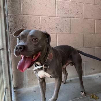 Bully -  Pit Bull Terrier Dog for Adoption in Yuma, Arizona - Bully | PetCurious