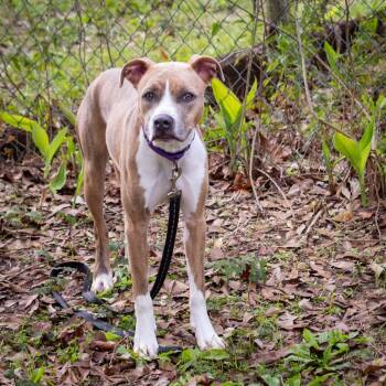 Ziko -  American Staffordshire Terrier and Mixed Breed Dog for Adoption in Hattiesburg, Mississippi - Ziko | PetCurious