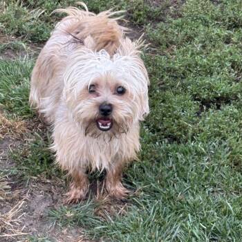 Gus -  Yorkshire Terrier Dog for Adoption in Hammond, Indiana - Gus | PetCurious