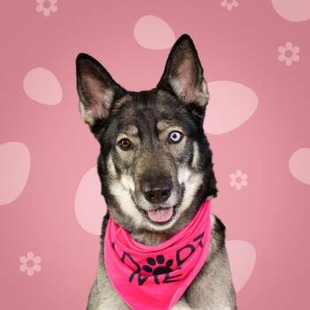 Mila -  Husky and German Shepherd Dog Dog for Adoption in Evansville, Indiana - Mila | PetCurious
