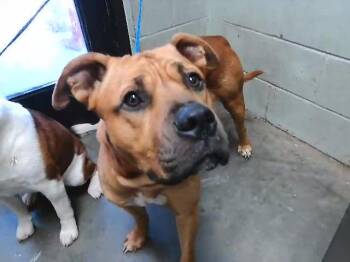 AIR -  Pit Bull Terrier and Mixed Breed Dog for Adoption in Tulsa, Oklahoma - AIR | PetCurious