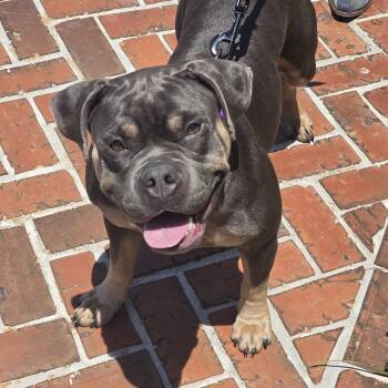 Biscuit -  American Bully Dog for Adoption in Pompano Beach, Florida - Biscuit | PetCurious