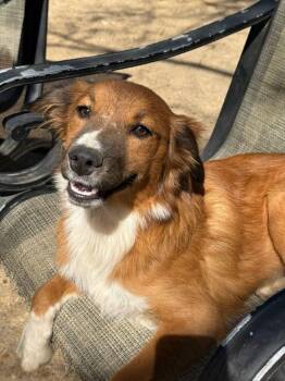 Rescue Australian Shepherd and Mixed Breed Dogs for Adoption in Nokomis, Florida - Minnie Fay | PetCurious