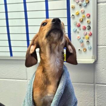 Homer -  Hound and Mixed Breed Dog for Adoption in Huntsville, Alabama - Homer | PetCurious