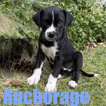 Hound and Mixed Breed Dogs Available for Adoption in Ellicott City, Maryland - Anchorage | PetCurious