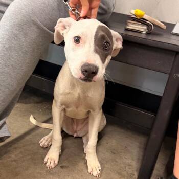 Aurora -  Terrier Dog for Adoption in Tampa, Florida - Aurora | PetCurious