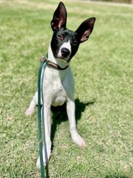 Mitch -  Mixed Breed Dog for Adoption in Fort Worth, Texas - Mitch | PetCurious