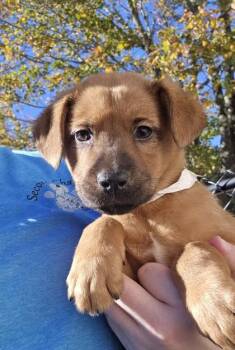 Audrey-MAPFRE event 10-1:30pm -  Australian Shepherd and Retriever Dog for Adoption in East Brookfield, Massachusetts - Audrey-MAPFRE Event 10-1:30pm | PetCurious