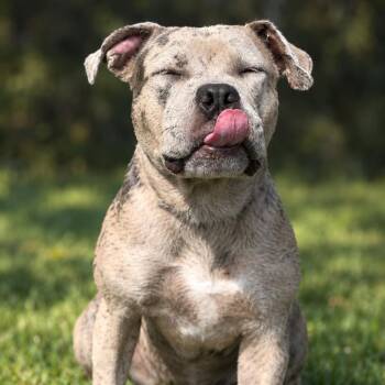 Titan -  Mixed Breed Dog for Adoption in Jupiter, Florida - Titan | PetCurious