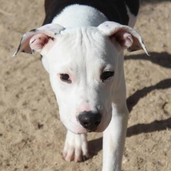 Luella -  Pit Bull Terrier and American Bulldog Dog for Adoption in Yucca Valley, California - Luella | PetCurious