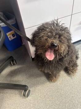 John Travolta -  Mixed Breed Dog for Adoption in West Chester, Pennsylvania - John Travolta | PetCurious