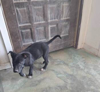 Rescue Staffordshire Bull Terrier and German Shepherd Dog Dogs for Adoption in Junction, Texas - Greg | PetCurious