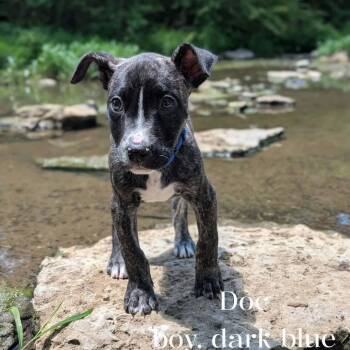 Mixed Breed Dogs Available for Adoption in Spring Hill, Tennessee - Doc | PetCurious