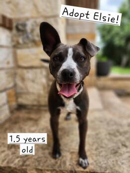 Elsie -  Boston Terrier and Terrier Dog for Adoption in Killeen, Texas - Elsie | PetCurious