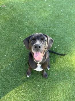 Rescue Labrador Retriever and Beagle Dogs for Adoption in Gallatin, Tennessee - G Dog | PetCurious