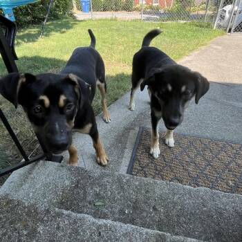 Xenon -  Mixed Breed Dog for Adoption in Chattanooga, Tennessee - Xenon | PetCurious