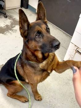 German Shepherd Dog Dogs Available for Adoption - KORY | PetCurious