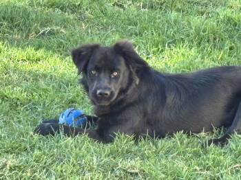 Rescue Terrier and Airedale Terrier Dogs for Adoption in San Diego, California - Daisy | PetCurious