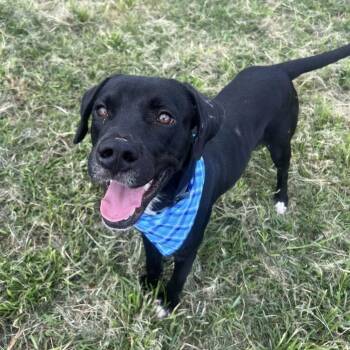 Rescue Black Labrador Retriever Dogs for Adoption in Pittsburgh, Pennsylvania - Atticus | PetCurious