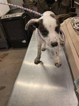 Mixed Breed Dogs Available for Adoption in Dallas, Texas - BAMBI | PetCurious