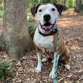 Rescue Terrier Dogs for Adoption in Decatur, Georgia - Peter "the Pit" Parker (I Have A Secret Crush!) | PetCurious