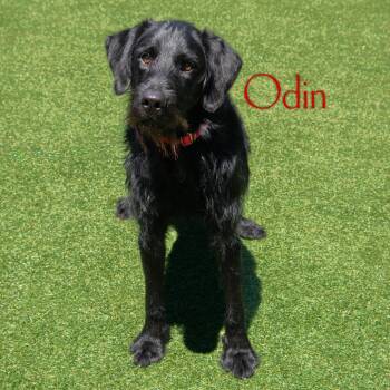 Black Labrador Retriever and Standard Poodle Dogs Available for Adoption in Parkersburg, West Virginia - Odin | PetCurious