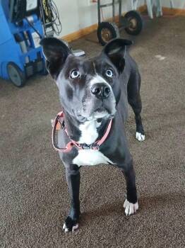 Gypsy - Courtesy Listing -  Pit Bull Terrier and Husky Dog for Adoption in Attica, Michigan - Gypsy - Courtesy Listing | PetCurious