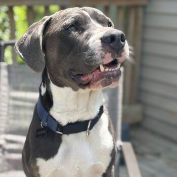 Cooper Courtesy Listing -  Mixed Breed Dog for Adoption in Midland, Michigan - Cooper Courtesy Listing | PetCurious