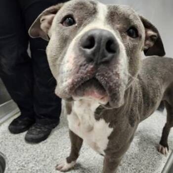 American Staffordshire Terrier Dogs Available for Adoption in Converse, Texas - Caspian | PetCurious