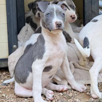 Scarlett -  Pit Bull Terrier Dog for Adoption in Rocky Mount, Virginia - Scarlett | PetCurious