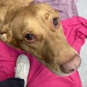 Willow -  German Shepherd Dog Dog for Adoption in Hilliard, Ohio - Willow | PetCurious