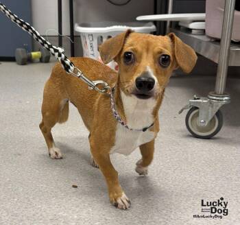 Peachy -  Jack Russell Terrier and Dachshund Dog for Adoption in Washington, District Of Columbia - Peachy | PetCurious