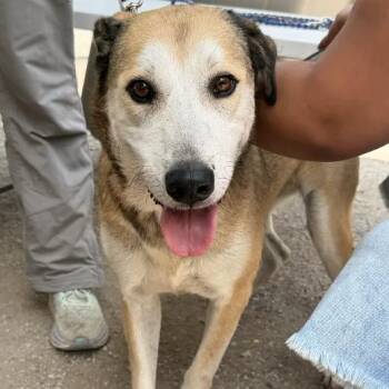 Shytown -  Anatolian Shepherd and Mixed Breed Dog for Adoption in Austin, Texas - Shytown | PetCurious