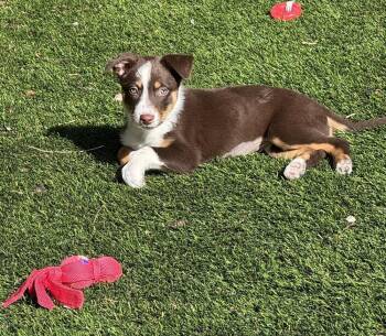 Australian Cattle Dog Blue Heeler and Shepherd Dogs Available for Adoption in Lafayette, Colorado - Brodie | PetCurious