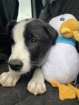 NIMBUS -  Border Collie and Mixed Breed Dog for Adoption in Casper, Wyoming - NIMBUS | PetCurious
