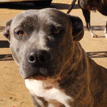 Mindi -  Bulldog and Dachshund Dog for Adoption in Andover, Massachusetts - Mindi | PetCurious