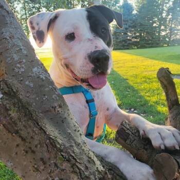 Rescue Pit Bull Terrier Dogs for Adoption in Chicago, Illinois - Rhodes | PetCurious