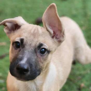 Rescue Belgian Shepherd Malinois Dogs for Adoption in Austin, Texas - Oakley TM | PetCurious