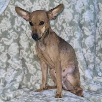 Chihuahua and Mixed Breed Dogs Available for Adoption - Enchilada  | PetCurious
