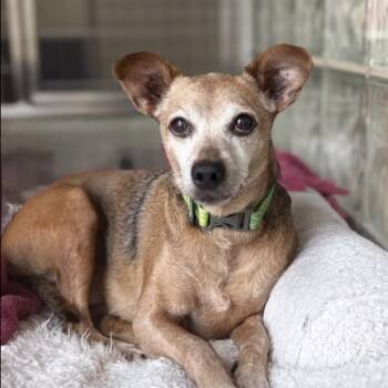 Aster -  Chihuahua and Mixed Breed Dog for Adoption in Lynchburg, Virginia - Aster | PetCurious