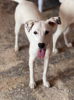 Dose -  Yellow Labrador Retriever and Mixed Breed Dog for Adoption in Portland, Oregon - Dose | PetCurious