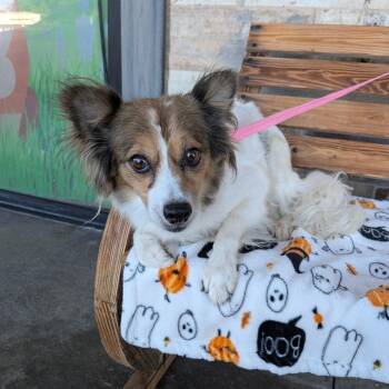 Goose -  Papillon Dog for Adoption in St. Augustine, Florida - Goose | PetCurious