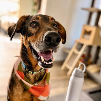 Freddy -  Doberman Pinscher and Plott Hound Dog for Adoption in Temecula, California - Freddy | PetCurious