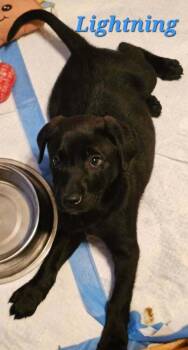 Lightning -  Labrador Retriever and Shepherd Dog for Adoption in West Peoria, Illinois - Lightning | PetCurious